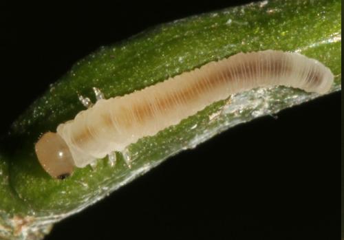 Réf. 298 563 : Macrophya ribis
